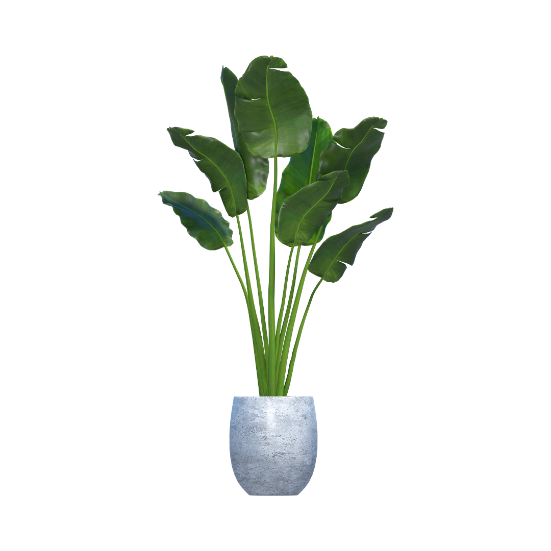 BLACK DAIMAND - Image 3