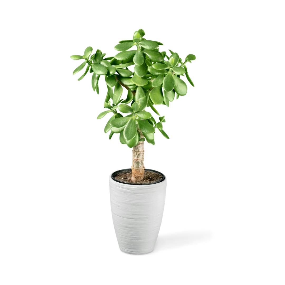 BLACK DAIMAND - Image 2