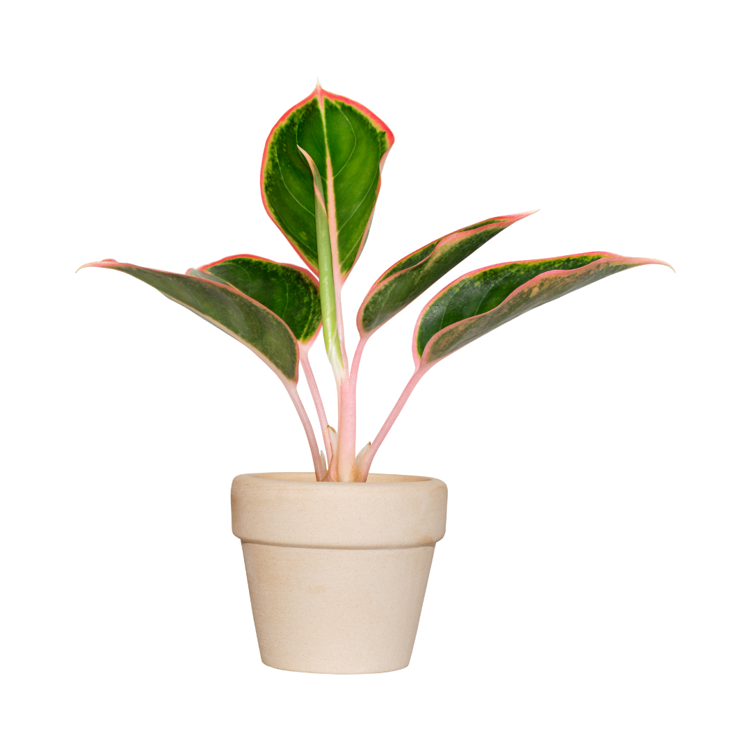 BLACK DAIMAND - Image 4